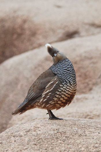 Scaled Quail