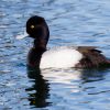 Lesser Scaup