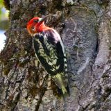 Red-breasted Sapsucker