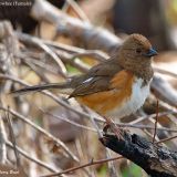 Female Eastern Towhee