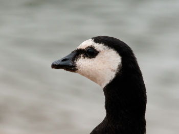 Barnacle Goose