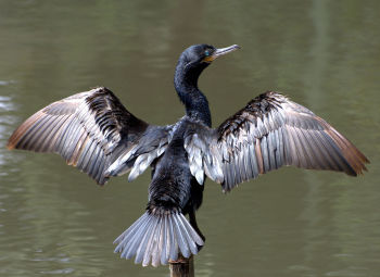 Neotropic Cormorant