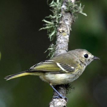 Hutton's Vireo