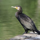 Great Cormorant at Nerang Pool in Canberra.
