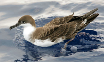 Greater Shearwater