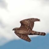 In flight - Englishman River Estuary, Parksville, Vancouver Island, BC 3 December 2010