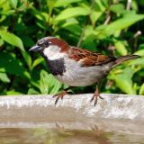 Male House Sparrow