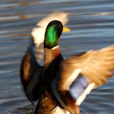 Mallard drake