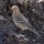 Red-Throated Pipit