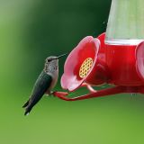 Female at feeder May 8, 2007