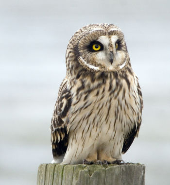 Short-eared Owl