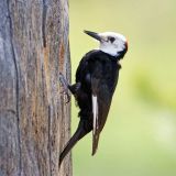 Male - Sierra City, Truckee, California, US - May 24, 2010