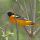 Baltimore Oriole