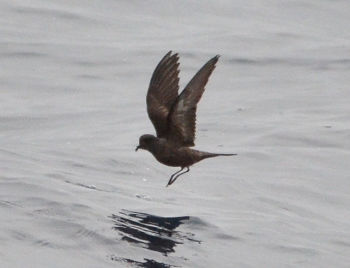 Ashy Storm-Petrel