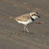 Snowy Plover - November 18.