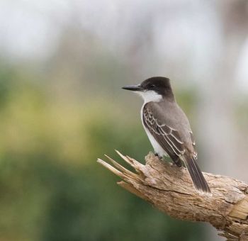 Loggerhead Kingbird