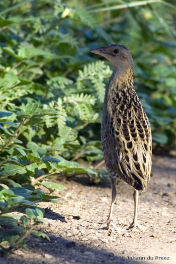 Corn Crake