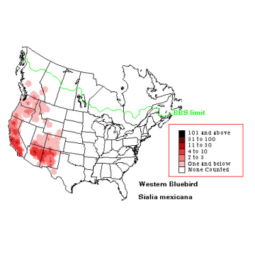 Western Bluebird distribution map