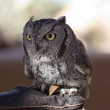 Western Screech-owl