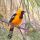 Hooded Oriole