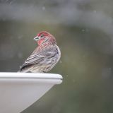 Male in the snow