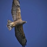 Dark phase in flight -  Littleton, Colorado