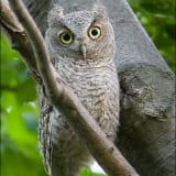 Immature Eastern Screech-owl