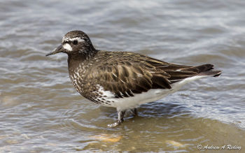 Breeding plumage