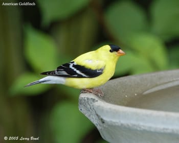 Malle American Goldfinch at bird bath