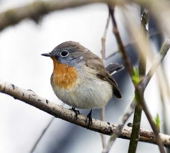 Male Red-breasted Flycatcher - Russia, Saratov region, Slavin, April 2007