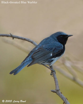 Black-throated Blue Warbler