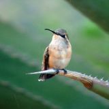 Female - Ash Canyon Bed and Breakfast, AZ