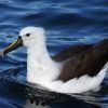 Yellow-nosed Albatross