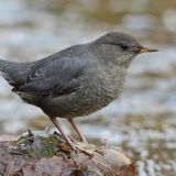 American Dipper