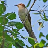 Black-billed Cuckoo near Mass, MI - July 16, 2008