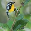 Yellow-throated Warbler