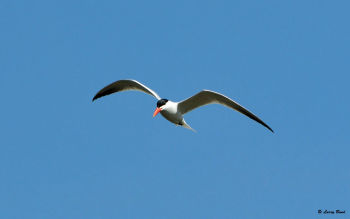 Caspian Tern in flight