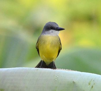 Thick-billed Kingbird