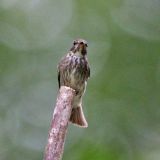 Siberian Flycatcher