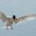 Sandwich Tern