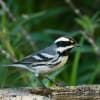 Black-throated Gray Warbler