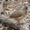 Plain Chachalaca