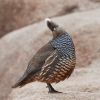 Scaled Quail