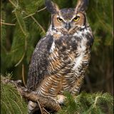 Great Horned Owl