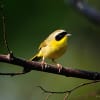 Common Yellowthroat