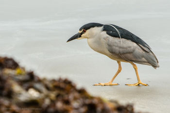 Black-crowned Night-Heron