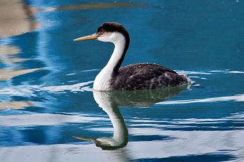 Western Grebe