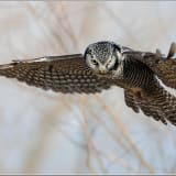 Northern Hawk-owl on the wing