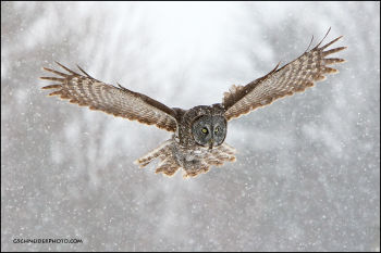 Great Gray Owl