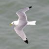 Black-legged Kittiwake